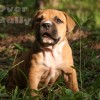 pocket bully amichetti
