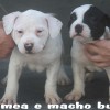 pocket bully amichetti