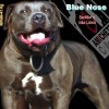pocket bully amichetti