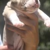 334 Concept Pocket Bully 