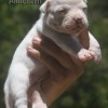 334 Concept Pocket Bully 
