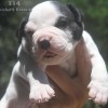 334 Concept Pocket Bully 