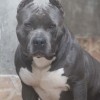 American Staffordshire Terrier Cinza Azul Premiado Canil Amichetti