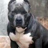 AMERICAN STAFFORDSHIRE TERRIER CINZA BLUE