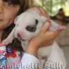American Bully 