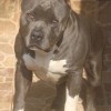 AMERICAN STAFFORDSHIRE TERRIER CINZA BLUE