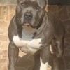 AMERICAN STAFFORDSHIRE TERRIER CINZA BLUE