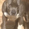American Bully 