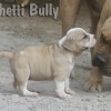 BULLY AST