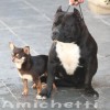 pocketbully