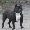 pocketbully