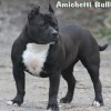 pocketbully