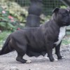 pocketbully