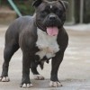 pocketbully