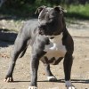 pocketbully