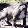 pocket bully amichetti