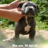 pocket bully amichetti
