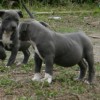 American Bully Fotos Staffordshire Blue, Pocket bully Filhotes no Brasil