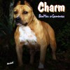 pocket bully amichetti