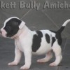 pocket bully amichetti