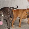pocket bully amichetti