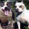 pocket bully amichetti