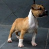 BULLYS Amichetti possuem massa densa e fuço grosso