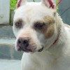 AMERICAN STAFFORDSHIRE TERRIER CINZA BLUE