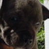 AMERICAN STAFFORDSHIRE TERRIER CINZA BLUE