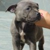 AMERICAN STAFFORDSHIRE TERRIER CINZA BLUE