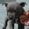 AMERICAN STAFFORDSHIRE TERRIER CINZA BLUE