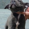 AMERICAN STAFFORDSHIRE TERRIER CINZA BLUE