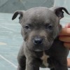 AMERICAN STAFFORDSHIRE TERRIER CINZA BLUE