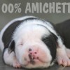 BULLYS Amichetti possuem massa densa e fuço grosso
