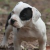 OVERBULLY  AMSTAFF SUPER AMERICAN BULLY BLUE NOSE 