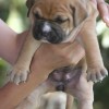 American Bully Canil Amichetti de Juquitiba SP