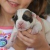American Bully Fotos Staffordshire Blue, Pocket bully Filhotes no Brasil
