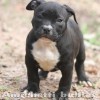 OVERBULLY  AMSTAFF SUPER AMERICAN BULLY BLUE NOSE 