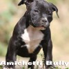 OVERBULLY  AMSTAFF SUPER AMERICAN BULLY BLUE NOSE 