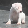 pocket bully amichetti
