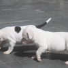 BULLYS Amichetti possuem massa densa e fuço grosso