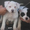 pocket bully amichetti