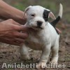  POCKET / OVER BULLY  