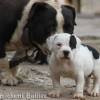 POCKET BULLY FÊMEA A VENDA