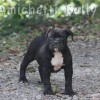 American Bully Fotos Staffordshire Blue, Pocket bully Filhotes no Brasil