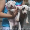 FILHOTES SUPER AMERICAN STAFFORDSHIRE TERRIER PITBULL OVER BULLY BLUE NOSE