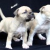 BULLYS Amichetti possuem massa densa e fuço grosso