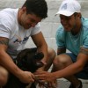 POCKET BULLY  AMSTAFF SUPER AMERICAN BULLY BLUE NOSE 