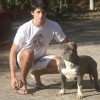 American Stafford Bully