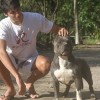 bullie blue